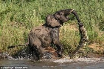 هكذا تصرف فيل عندما قضم تمساح صغير خرطومه أثناء شرب المياه