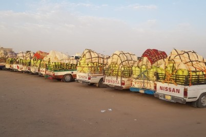 "حبحب وادي الدواسر" العرض يرتفع والأسعار تنخفض 