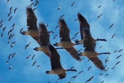 مسئولة الأمم المتحدة للبيئة: الطيور المهاجرة تتأثر بتغير المناخ