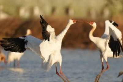 كيف يعمل تغير المناخ على اضطراب سلوك "طيور أوروبا"؟.. دراسة جديدة تجيب