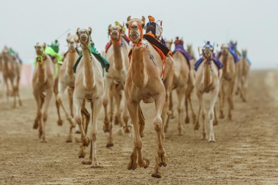 "20 رمزاً في انتظار" ملاك الهجن المشاركة بمهرجان ولي العهد للهجن 2022