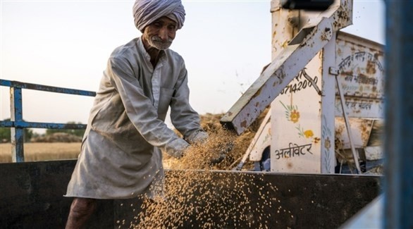 المستوردون في آسيا يتسابقون على القمح على بعد حظر الهند تصديره