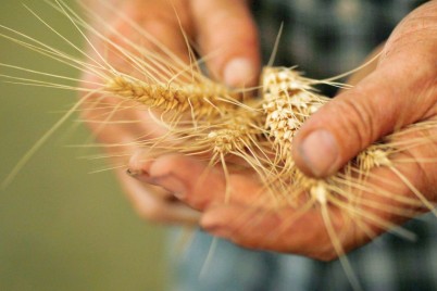 لتهدئة الأسعار المحلية..."الهند" تحظر تصدير القمح بأثر فوري