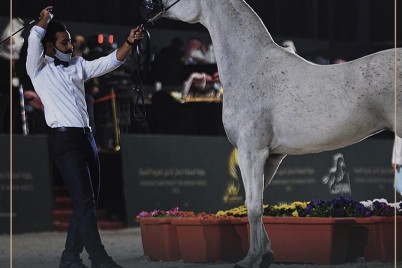 511 رأساً من الخيل العربية في انطلاقة بطولة كحيلة غداً الأربعاء