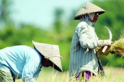 14 مليار دولار لتعزيز الأمن الغذائي للدول الفقيرة في منطقة آسيا